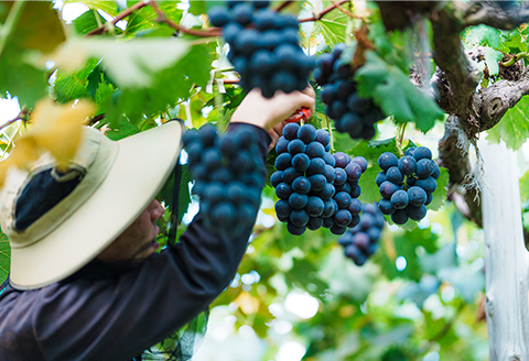 岡山県井原市美星町産 ニューピオーネ 1kg箱（2房入り） ご家庭用