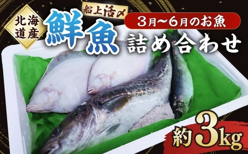 北海道産 船上活〆鮮魚詰め合わせ 約3kg 【2026年6月上旬まで発送予定】 鮮魚 活〆 血抜き セット 旬 出汁 3キロ 魚 魚類 魚介 魚介類 食材 国産 鮮魚セット 詰め合わせ