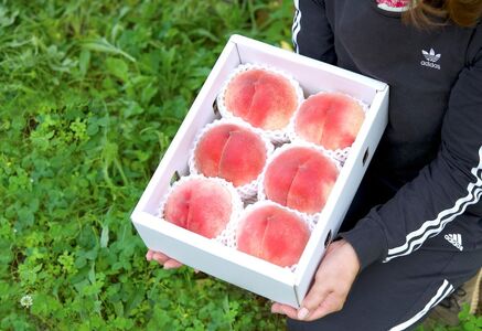 【先行予約】 朝もぎ直送！山梨の桃　大玉(340g以上) 5~6玉　2kg箱　化粧箱【2025年7月上旬から発送】おさだ農園[5839-0171]