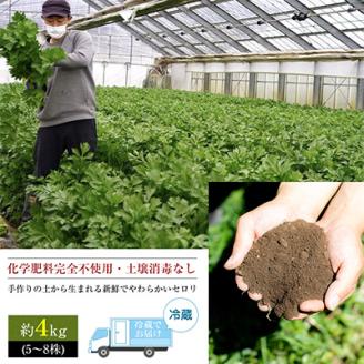 【令和6年度産先行受付】ミニセロリ　約4kg(5～8株)【配送不可地域：離島】