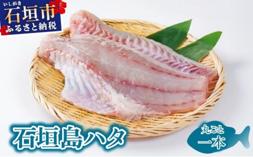 石垣島特産ミーバイ（ヤイトハタ）丸ごと1本 KS-13