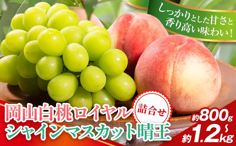 
            【2026年先行予約】岡山県産 岡山白桃 ロイヤル L~ 3Lサイズ シャインマスカット 選べる 計 800g 1kg 1.2kg 詰合せ 株式会社 はちや《2026年7月上旬‐8月下旬頃出荷》もも 岡山 国産 フルーツ 果物 岡山県 浅口市 フルーツ モモ 果物【配送不可地域あり】
          
