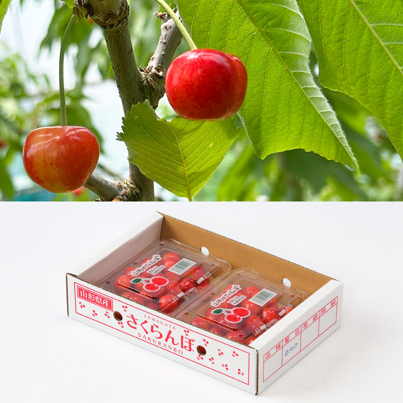 ☆フルーツ王国山形☆さくらんぼ 紅秀峰 Lサイズ 360g(180g×2P) 【令和8年産先行予約】FS25-005