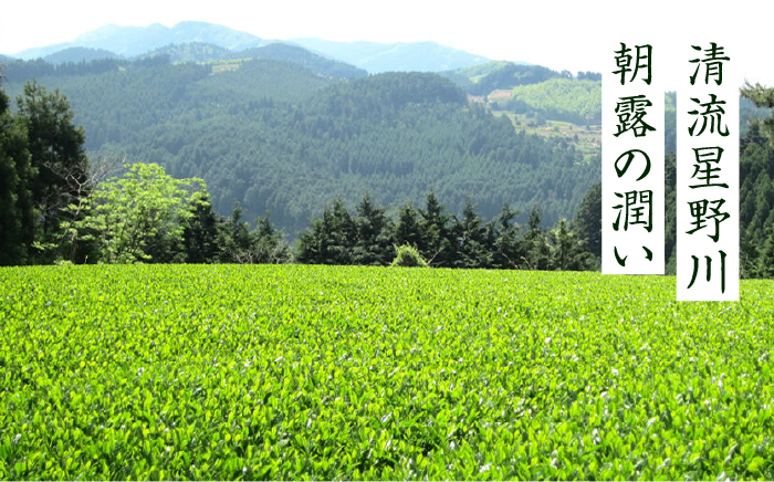 奥八女星野村 深蒸し高級煎茶(深蒸し茶)100g×1袋《築上町》【株式会社ベネフィス】 八女茶 [ABDF024] 7000円 7千円 7000円 7千円