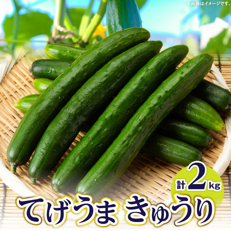 【ふるさと納税】てげうま きゅうり 2kg ひなたGAP 宮崎県産 野菜 生野菜 胡瓜 ウリ科 旬 新鮮 料理 アレンジ サラダ 漬物 酢の物 炒め物 きゅうりキムチ キムチ 冷やし中華 バンバンジー おつまみ つまみ 冷蔵 おすそ分け 贈答 贈り物 ギフト 宮崎県 宮崎市 送料無料