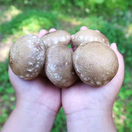 お届けタイミングが選べる！＼自社厳選／こだわり極旨「菌床生しいたけ１kg」 国産 岩手県 久慈産 菌床 生 しいたけ 肉厚 1kg 大矢内きのこ園 野菜 椎茸 キノコ 新鮮 金賞 厳選一級品 希少 おすすめ 直送 冷蔵 送料無料