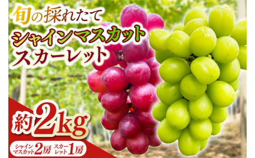 ＼数量限定／旬の採れたて シャインマスカット 2房 & スカーレット 1房 合計3房 約2kg ぶどう ブドウ 葡萄 マスカット 先行予約 産地直送 数量限定 フルーツ 果物 岩手県 紫波町 デザート