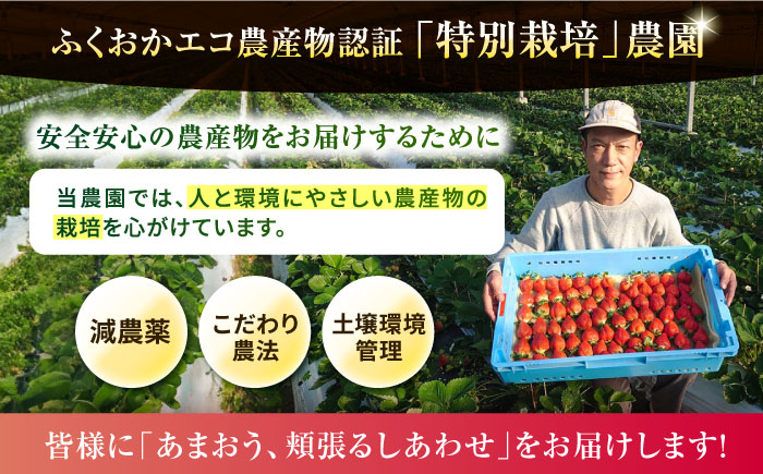 【先行予約受付中・2024年2月上旬より順次出荷】【農家直送！】糸島産 春 あまおう 280g × 2パック (DXおよびGサイズ) 糸島市 / 後藤農園 [AML004] いちご 福岡