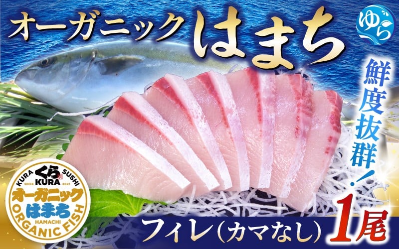 
            【くら寿司】オーガニック はまち 1尾 フィレ（カマなし）約2.1kg～2.4kg  / ハマチ 和歌山 丸ごと 刺身 数量限定 期間限定 ※2026年1月上旬～2026年4月末まで順次発送【kura003A】 
          