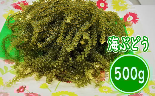【てだこのまちのグリーンキャビア】海ぶどう（500g）