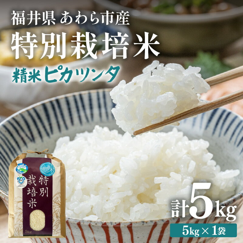 【ふるさと納税】【先行予約】【令和7年産】化学肥料不使用 特別栽培米 ピカツンタ 精米 5kg / 白米 米 福井県あわら市産 美味しい 特別栽培米 減農薬 安心な米 旨味 甘み もっちり 冷蔵保管米 ※2025年9月下旬より順次発送