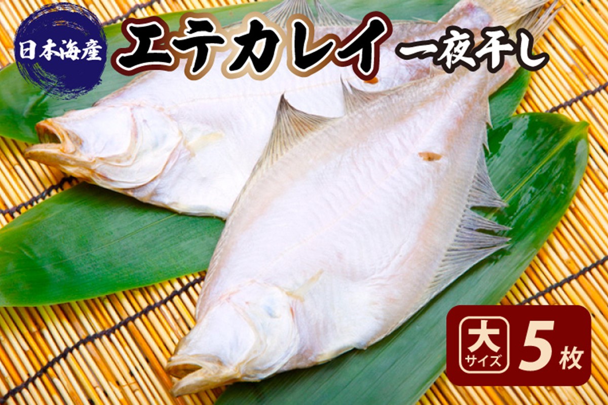 【先行予約／店主一押し！絶品干物！高リピート！】エテカレイ一夜干し　大サイズ（夕食サイズ）5枚（2025年5月上旬〜発送）