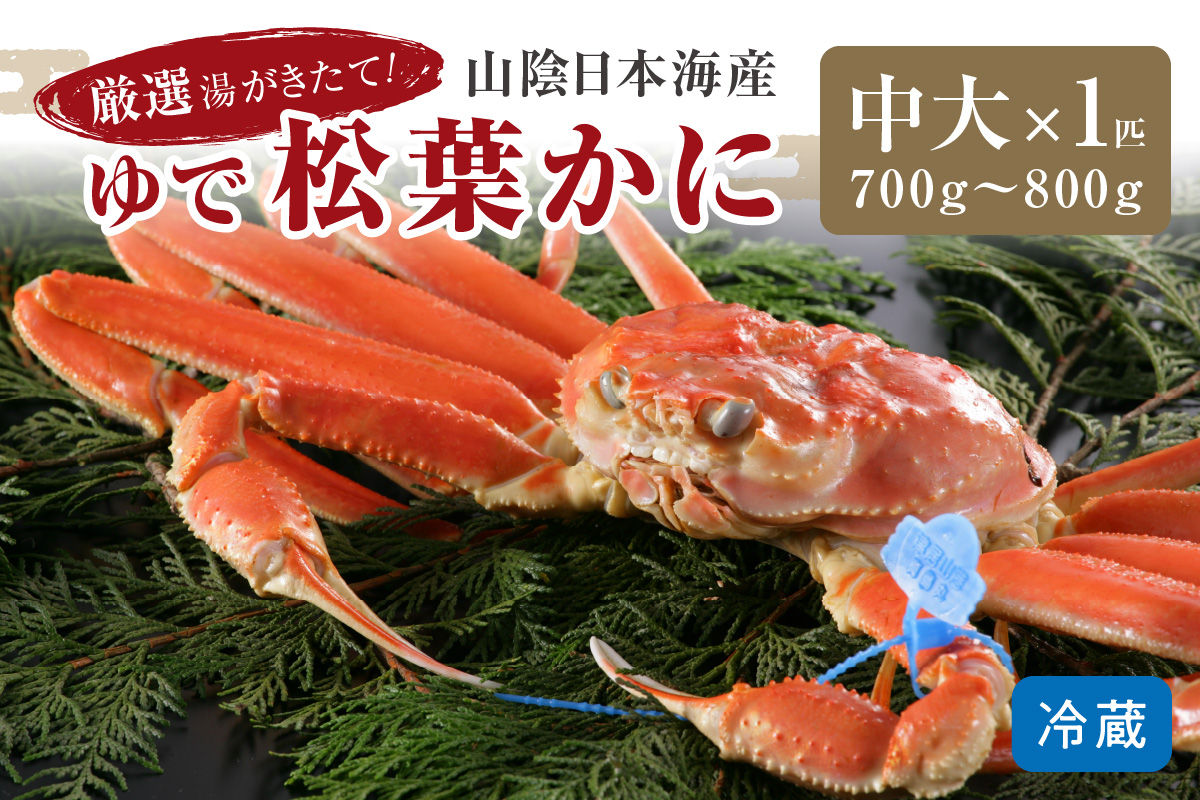 かに卸問屋がお届け・自社釜ゆで！山陰沖ゆで松葉がに 700ｇ～800ｇ 中大サイズ（1月～3月発送）／北畿水産　HK00240