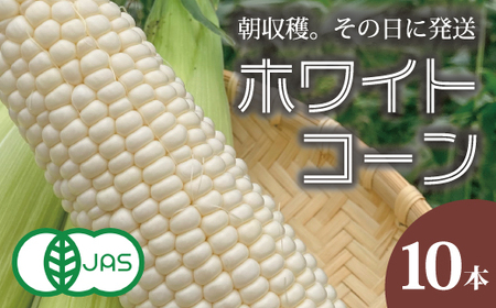 2026年予約 ホワイトコーン 有機栽培  無農薬 無化学肥料 北海道 甘い とうもろこし トウモロコシ コーン 北海道産 アサンテファーム 朝採り 朝採れ 新鮮 旬 コーン 数量限定【AO-001】