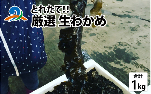 【先行予約】【選べる容量】とれたて！！厳選生わかめ1.0kg【2026年4月上旬ごろ順次発送】 | 新鮮 お造り 刺身 晩酌 食卓 BBQ