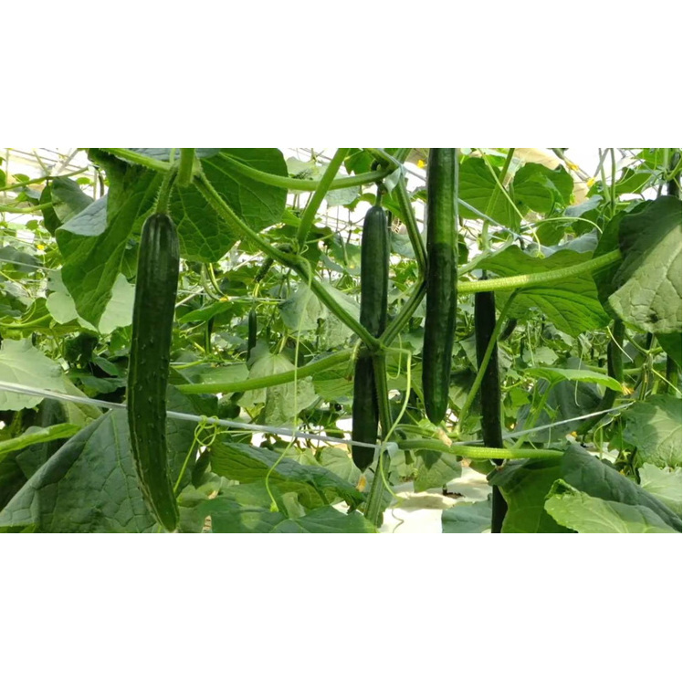 【煙樹の松野菜ブランド】
松とまと（アイコ）松きゅうりセット 2025年11月中旬～2026年6月上旬頃に順次発送予定_イメージ3