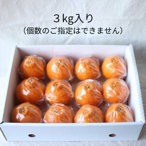 【2025年5月順次発送】濃厚なコクと甘さ 長期熟成しらぬい 3kg 農家直送 和歌山県産【1550279】