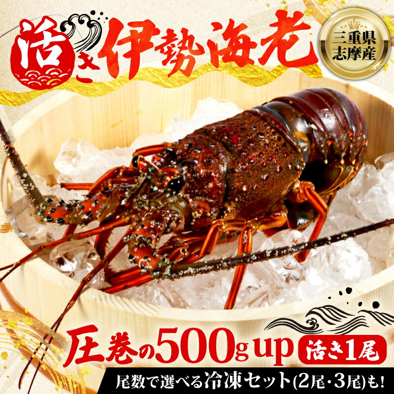 【ふるさと納税】 伊勢海老 選べる 150g ~ 500g 「活」き 冷蔵 冷凍 数量限定 期間限定 伊勢海老 伊勢エビ 伊勢 海老 エビ イセエビ 刺身 焼き物 お味噌汁 鍋 ボイル エビフライ アレンジ可 新鮮 海鮮 海産物 お取り寄せ グルメ ギフト 贈答 三重県 志摩市