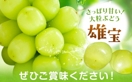 【2027年発送】ぶどう 雄宝 約1kg (1房入り) カプセル 西江果樹園《2027年8月中旬-8月下旬頃出荷》岡山県 笠岡市 送料無料 大粒 葡萄 マスカット 果物 岡山県産 国産 フルーツ お取
