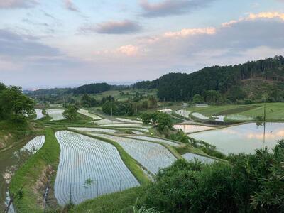 米粒が光る近江棚田米 特別栽培米 滋賀県大津産 コシヒカリ 玄米10kg