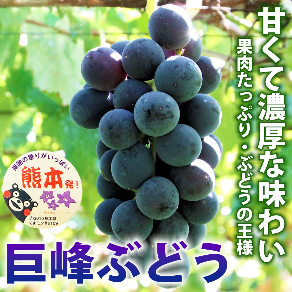 【ふるさと納税】巨峰 ぶどう 選べる容量 ( 4パック 約1.2kg / 8パック 約2.4kg ) 葡萄 ブドウ フルーツ 果物 くだもの 果実 1.2キロ 2.4キロ 冷蔵 国産 お取り寄せ デザート おやつ 【2027年7月下旬～2027年8月下旬順次発送予定】
