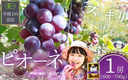 ぶどう 先行予約 ぶどうの房 1房 600～700g 2026年産
