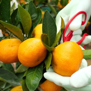 ▼由良早生みかん 3kg（2S～Lサイズ） ※2025年11月上旬～順次発送予定 【tkn004-r-3A】