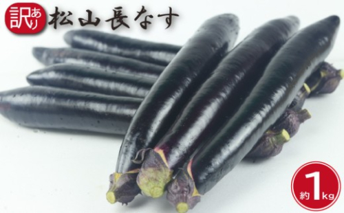 訳あり 松山長なす 約1kg 【2026年8月上旬より順次発送】 | 夏野菜 茄子 わけあり 不揃い ナス 長なす ワケアリ 長ナス  野菜 国産 国内産 愛媛県 松山市