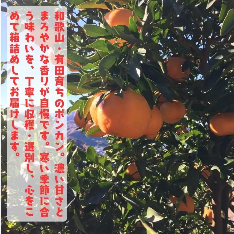 極甘 柑橘有田育ちの 濃厚 ポンカン（家庭用）7.5kg+200g(傷み補償分) ｜ 有田 柑橘 フルーツ みかん オレンジ 産地直送