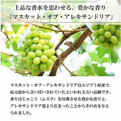 【2024年8月下旬より発送】岡山県産　マスカット・オブ・アレキサンドリア　600g×1房【配送不可地域：離島・北海道・沖縄県】【1365411】