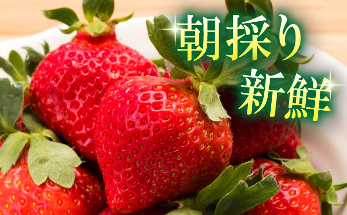 【1月上旬より順次発送】農家直送 朝採り新鮮いちご【博多あまおう】約270g×4パック《築上町》【株式会社H&Futures】 [ABDG002] 17000円 1万7千円