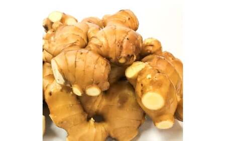 囲生姜 2kg /2キロ しょうが ショウガ 新鮮野菜 野菜 お取り寄せ 美味しい 料理 生姜焼き 薬味 調味料 新鮮 国産 日本産 ジンジャー 常温 配送【JA高知県とさし】 [BQCF007]