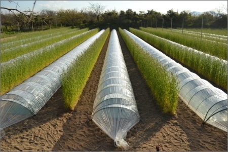 メロン／果物【先行予約／数量限定30】プレミアムメロン（新芳露・黄美香）セット（2026年7月下旬～発送）※マスクメロン（アールスメロン）系　フルーツ・メロン２玉・果物・メロンセット・ブランドメロン・