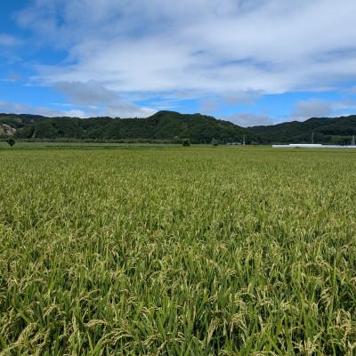 ふるさと納税 むかわ町 北海道米ゆめぴりか10kgと2種類の発芽玄米の食べ比べセット |  | 03