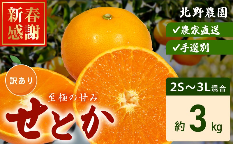 
                  【2027年先行予約】訳あり せとか 和歌山 有田 2S～4Lサイズ混合 約3kg_DZ6208
                