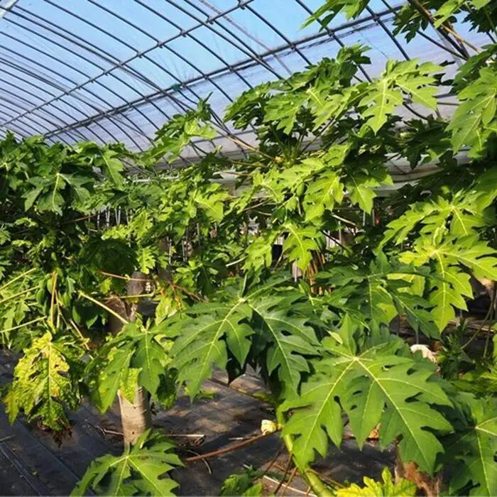 【先行予約】無農薬・有機肥料で大切に育てた パパイヤ 2-3玉 1.5キロ前後（栽培期間中農薬不使用）と パパイヤ酢300mlのセット　2026年9月発送