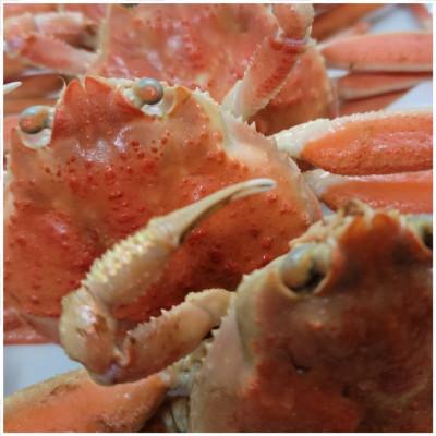 ふるさと納税 京丹後市 茹でセコガニ(コッペガニ)130g前後×2杯セット