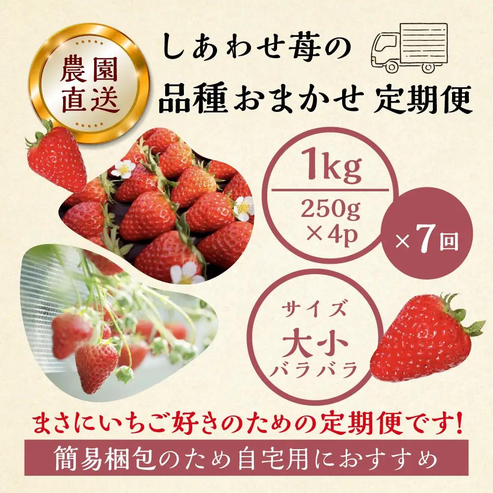【プレミアム 定期便 全7回】【2027年1月より発送開始】自宅用 いちご 品種おまかせ 1kg (250g × 4p ） 7回｜フルーツ 果物 スイーツ 苺 いちご イチゴ しあわせ苺 サイズ バラ