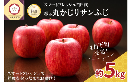 【2026年4月下旬発送】りんご春のサンふじ特選丸かじり5kgスマートフレッシュTM貯蔵
