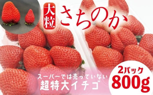 いちご さちのか 大粒 2パック ( 1パック 約400g前後 ) 計約800g前後 ビッグサイズ 特選 朝採れ 産地直送 季節限定 ブランド 苺 旬 産地 直送 期間限定 限定出荷 ストロベリー フルーツ 果物 くだもの 国産 洋菓子 和菓子 スイーツ お菓子 おやつ アイス ケーキ パフェ タルト 人気 おいしい 甘い あまい 四国 徳島県 小松島市 【2026年1月より順次発送】