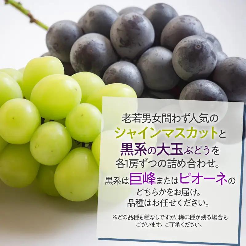 【令和8年産先行予約】 ぶどう詰め合わせ 2房 (シャインマスカットと黒系品種 各1房)　山形県鶴岡市 重ちゃん農園