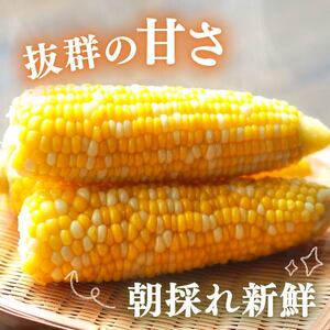 とうもろこし 品種おまかせ 10 本 約 3 ㎏ 静岡県 牧之原市 大石農園