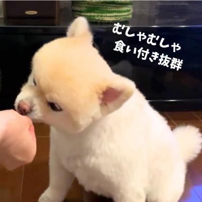 ふるさと納税 南アルプス市 南アルプスの天然鹿ハツセット ワンちゃんの贅沢おやつ【鹿ハツ25g×3袋セット】 |  | 02
