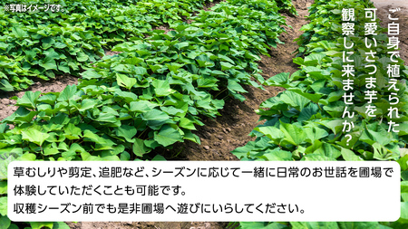 牛久 の『美味しい さつまいも』苗植え・収穫体験付【 苗植え体験 ・ さつまいも掘り ・ 配送付 】3点セット の 体験チケット ( 紅はるか 12kg収穫保証付 )