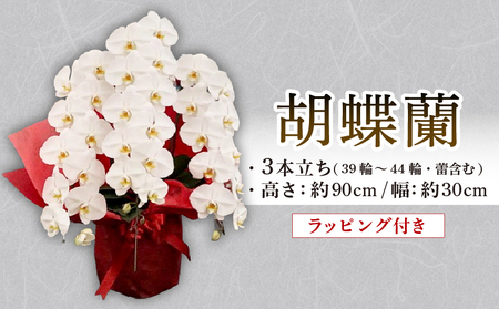 胡蝶蘭 3本立ち ラッピング付き 開花輪30輪以上 花 花 花 花