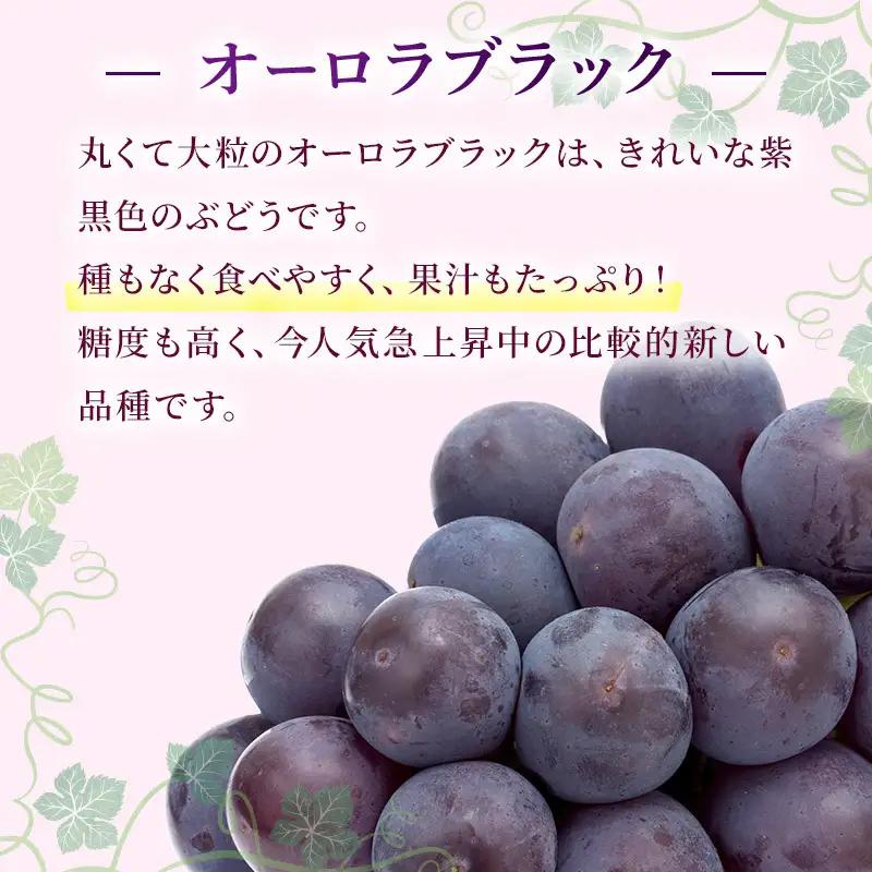 ぶどう 2026年 先行予約 ご家庭用 オーロラブラック 2～3房 合計約1.2kg 岡山県産 ぶどう