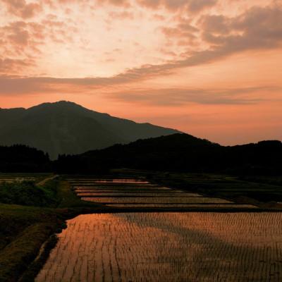 ふるさと納税 村上市 【毎月定期便】棚田米コシヒカリ(精米) 12kg+パックごはん 1個 [121]全6回 |  | 03