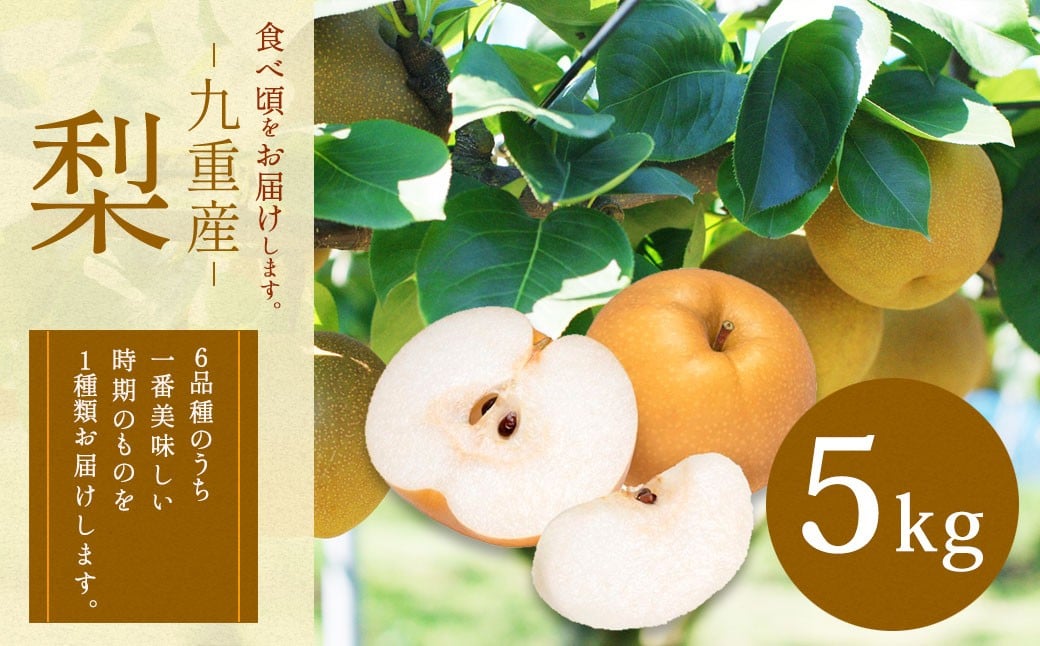 永楽果樹園 梨 5kg