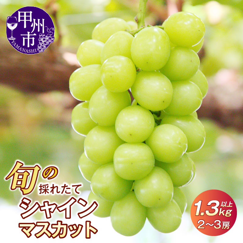 旬の採れたて大粒シャインマスカット1.3kg以上（2房～3房）【令和7年 2025年発送】（HO）B12-150