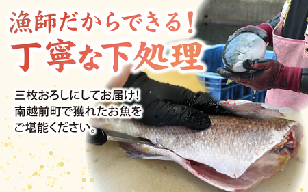 【日本海鮮魚】漁師厳選鮮魚真空冷凍セット 約800g～1.0kg(3種以上) | 魚 詰め合わせ 新鮮 煮物 焼き物 お造り 刺身 晩酌 食卓 BBQ 急速冷凍 真空パック 鮮魚セット 詰合せ 鮮魚店